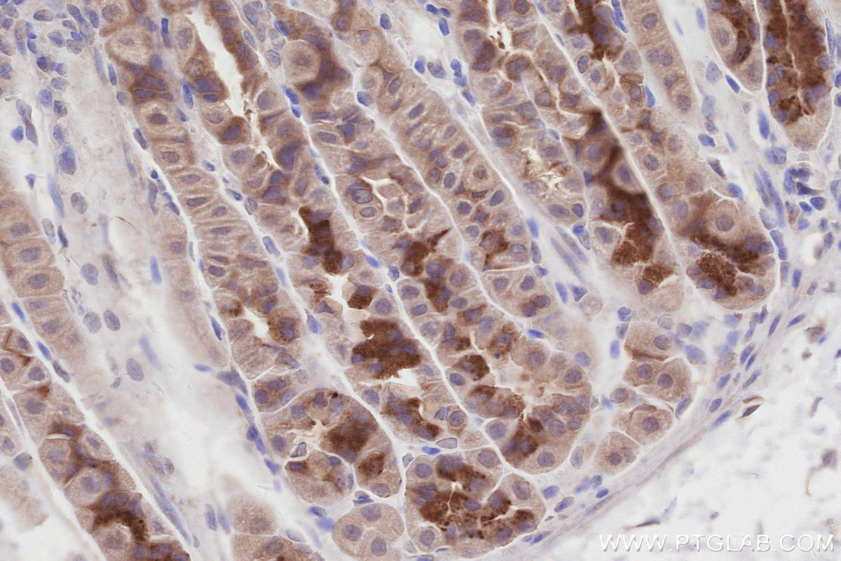 Immunohistochemistry (IHC) staining of mouse stomach tissue using PELO Polyclonal antibody (10582-1-AP)