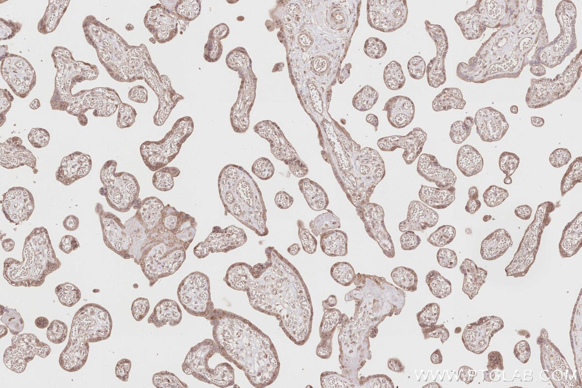 Immunohistochemistry (IHC) staining of human placenta tissue using PELO Polyclonal antibody (10582-1-AP)