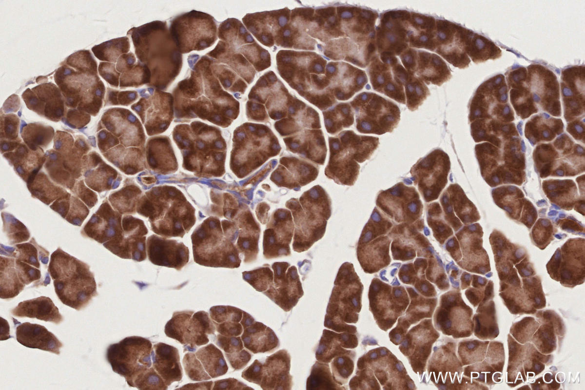 Immunohistochemistry (IHC) staining of mouse pancreas tissue using PELO Polyclonal antibody (10582-1-AP)