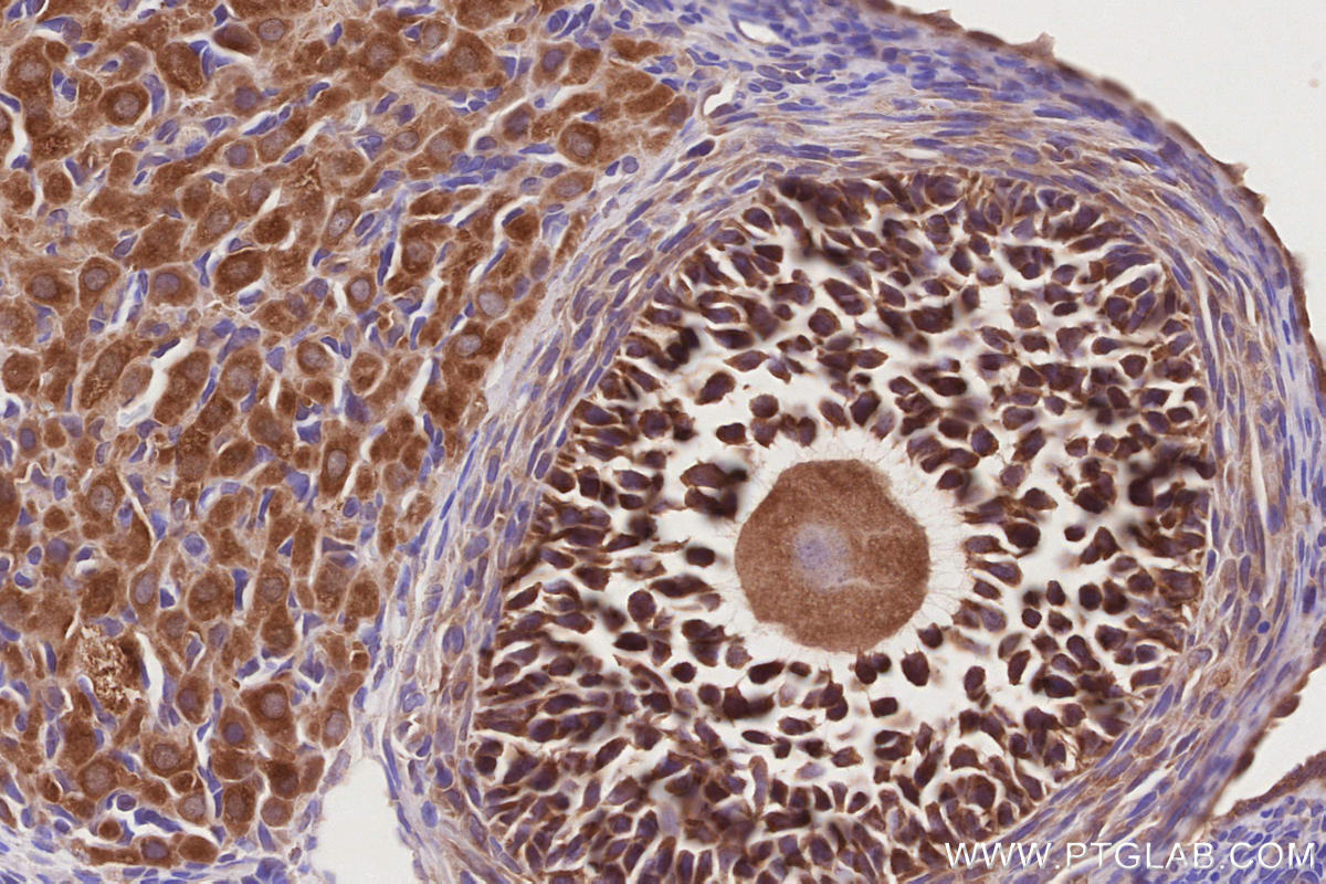 Immunohistochemistry (IHC) staining of rat ovary tissue using PELO Polyclonal antibody (10582-1-AP)