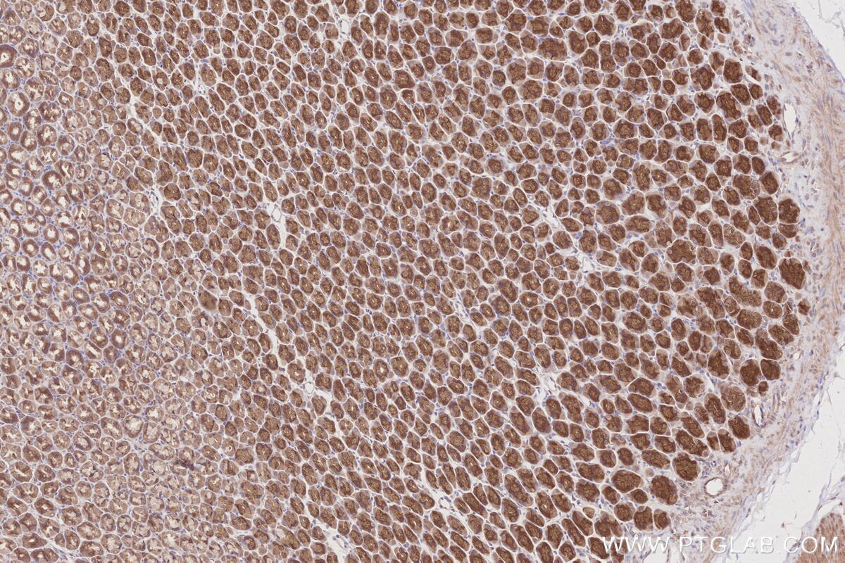 Immunohistochemistry (IHC) staining of rat stomach tissue using PELO Polyclonal antibody (10582-1-AP)