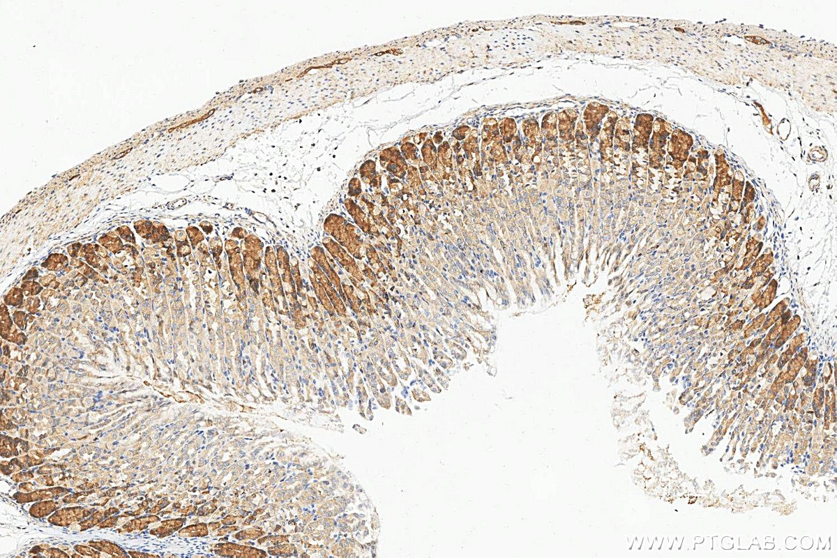 Immunohistochemistry (IHC) staining of mouse stomach tissue using PELO Polyclonal antibody (10582-1-AP)