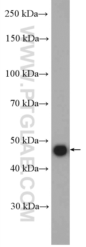 Western Blot (WB) analysis of HeLa cells using PELO Polyclonal antibody (10582-1-AP)