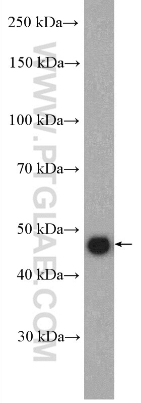 WB analysis of HeLa using 10582-1-AP