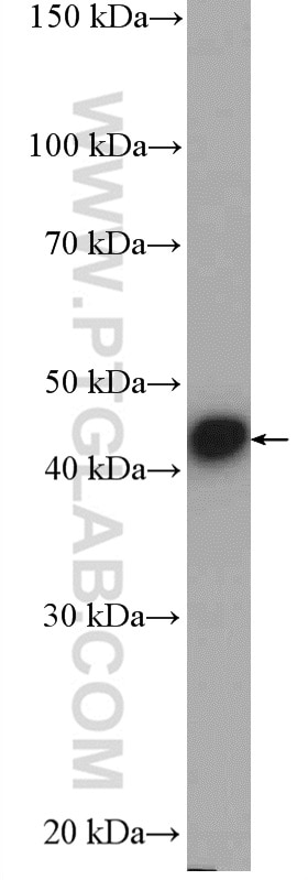 Western Blot (WB) analysis of mouse testis tissue using PELO Polyclonal antibody (10582-1-AP)