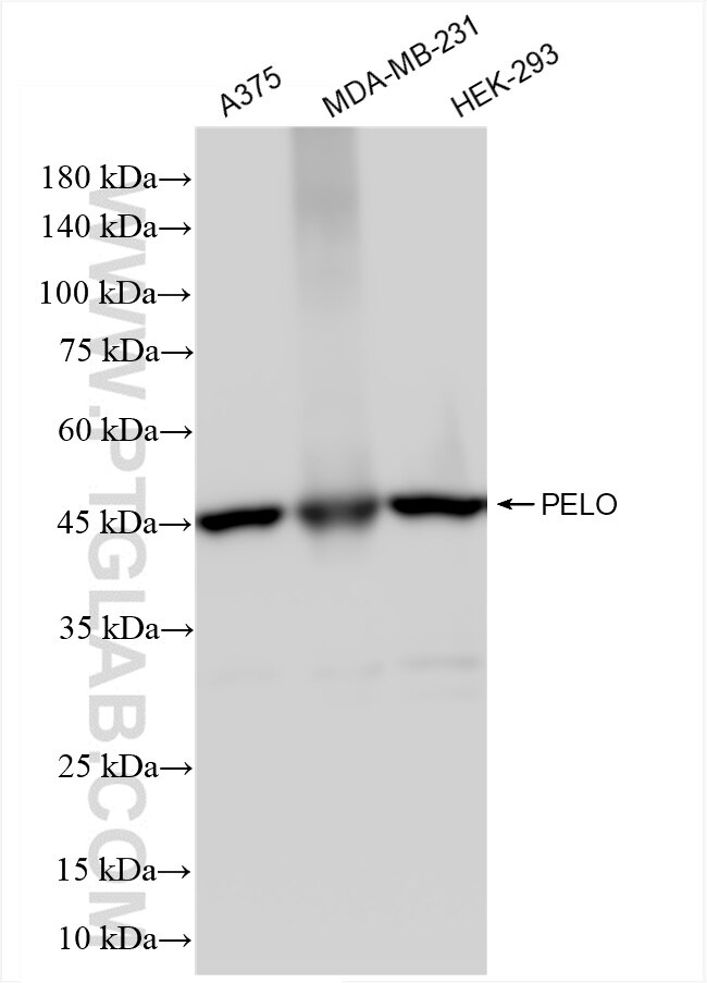 Western Blot (WB) analysis of various lysates using PELO Recombinant antibody (85743-1-RR)