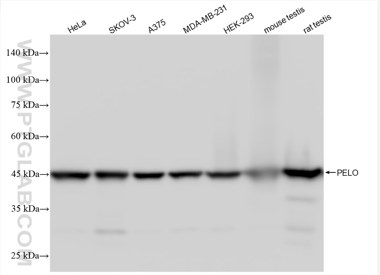 Western Blot (WB) analysis of various lysates using PELO Recombinant antibody (85743-2-RR)