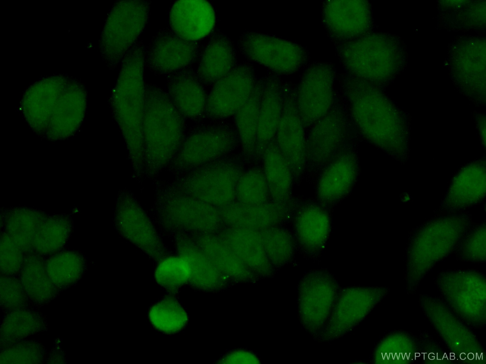 Immunofluorescence (IF) / fluorescent staining of HeLa cells using PELP1 Polyclonal antibody (27239-1-AP)