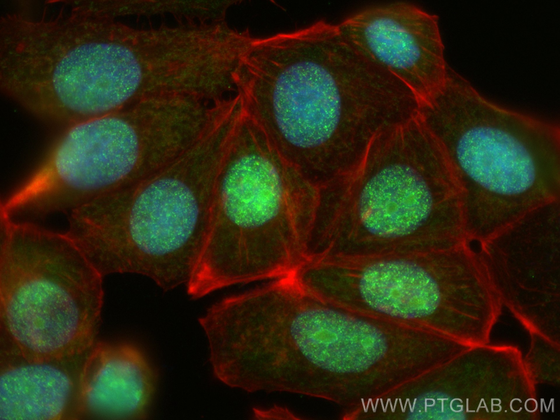 Immunofluorescence (IF) / fluorescent staining of MCF-7 cells using PELP1 Polyclonal antibody (30135-1-AP)