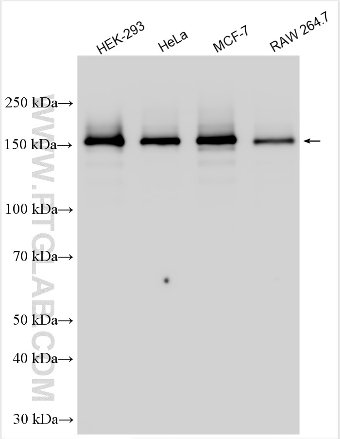 Western Blot (WB) analysis of various lysates using PELP1 Polyclonal antibody (30135-1-AP)