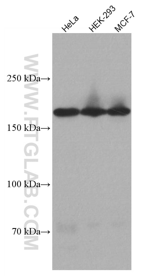 Western Blot (WB) analysis of various lysates using PELP1 Monoclonal antibody (67050-1-Ig)