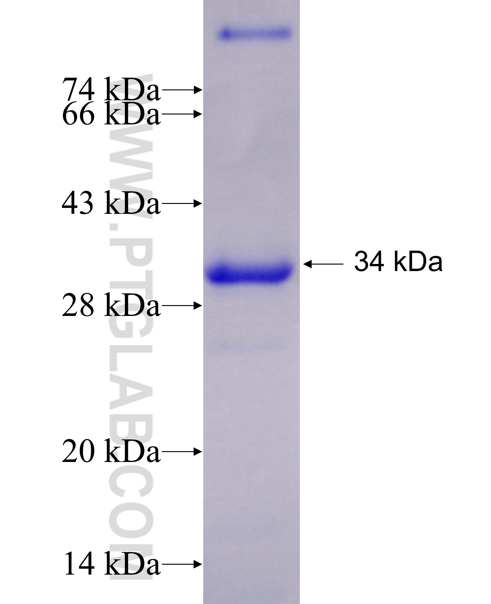 PELP1 fusion protein Ag25729 SDS-PAGE