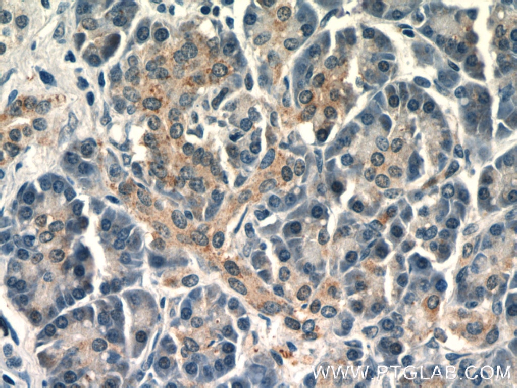 Immunohistochemistry (IHC) staining of human pancreas tissue using Twinkle/PEO1 Polyclonal antibody (18793-1-AP)