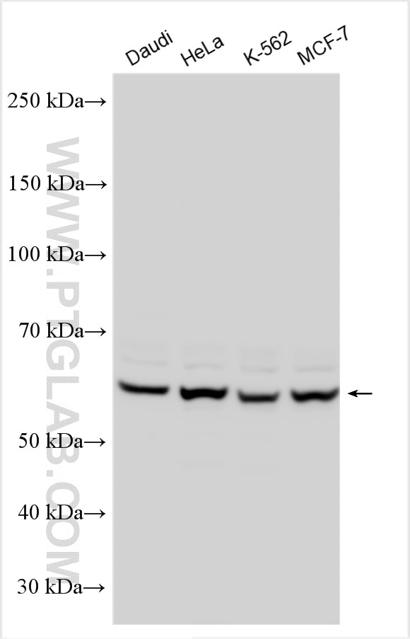 WB analysis using 18793-1-AP