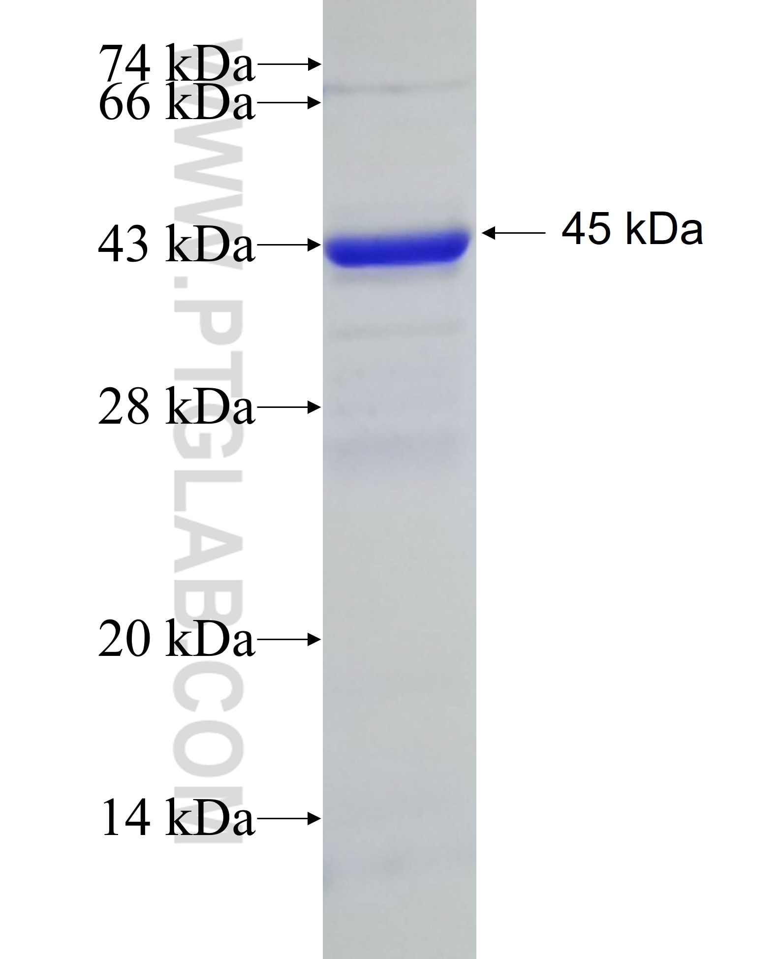 PEO1 fusion protein Ag6628 SDS-PAGE