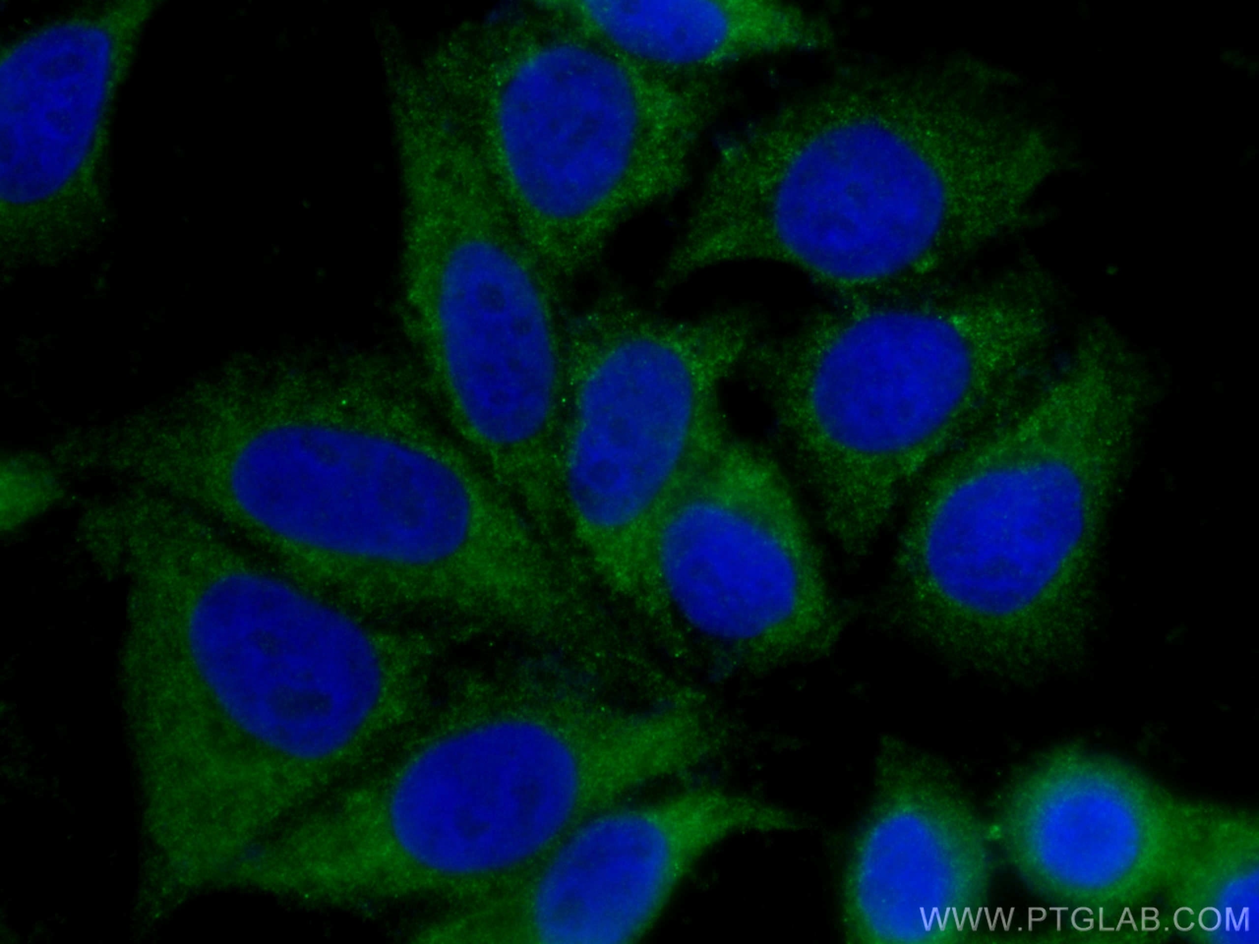 Immunofluorescence (IF) / fluorescent staining of HepG2 cells using PEPD Polyclonal antibody (12218-1-AP)