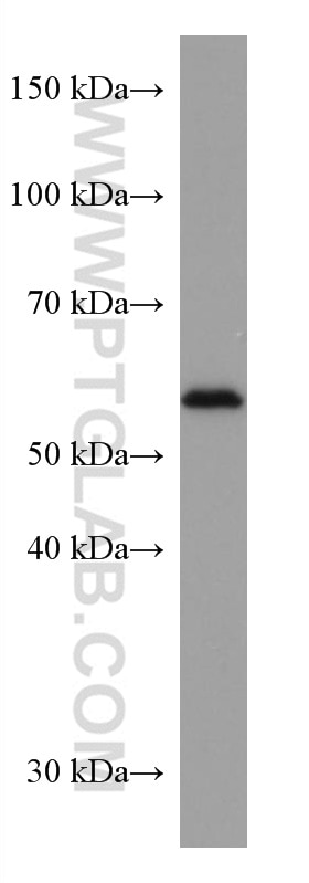 Western Blot (WB) analysis of HEK-293 cells using PEPD Monoclonal antibody (67202-1-Ig)