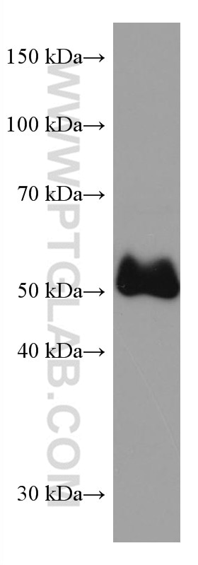 Western Blot (WB) analysis of human placenta tissue using PEPD Monoclonal antibody (67202-1-Ig)