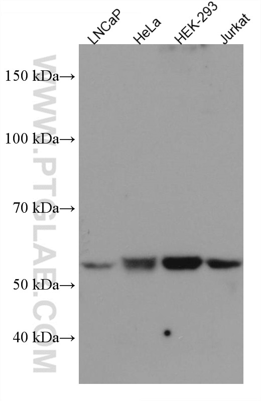 Western Blot (WB) analysis of various lysates using PEPD Monoclonal antibody (67202-1-Ig)