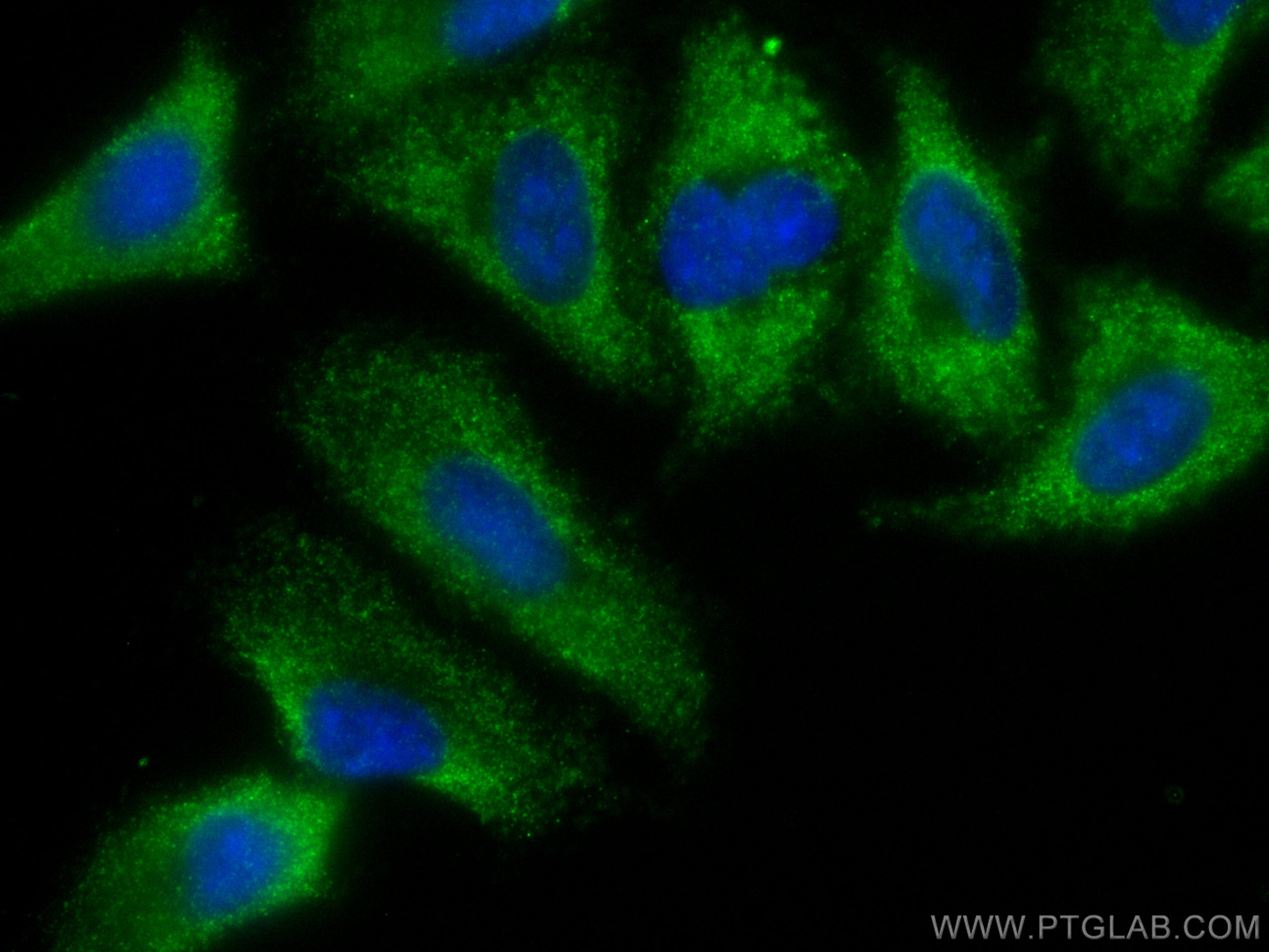 Immunofluorescence (IF) / fluorescent staining of A549 cells using CoraLite® Plus 488-conjugated PEPD Monoclonal anti (CL488-67202)