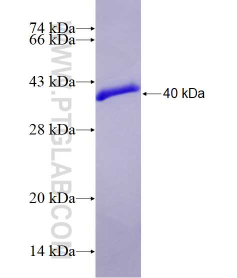 PEPD fusion protein Ag28713 SDS-PAGE