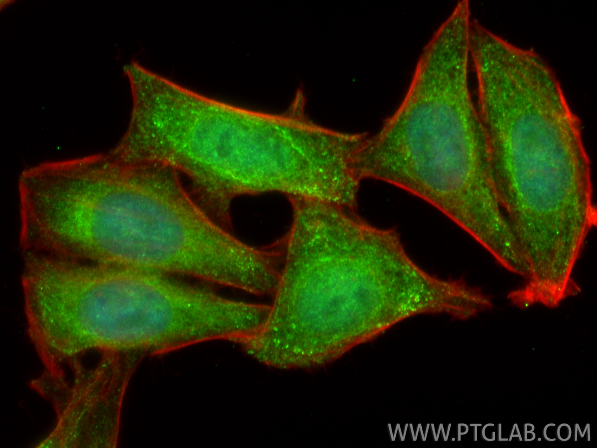 Immunofluorescence (IF) / fluorescent staining of HepG2 cells using PER1 Polyclonal antibody (13463-1-AP)