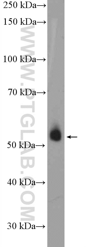 Western Blot (WB) analysis of mouse liver tissue using PER1 Polyclonal antibody (13463-1-AP)