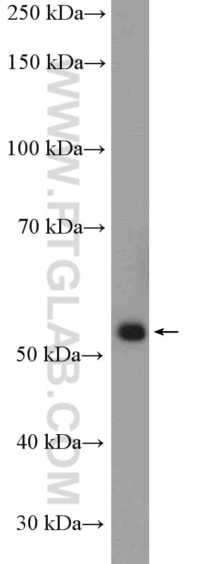 Western Blot (WB) analysis of mouse kidney tissue using PER1 Polyclonal antibody (13463-1-AP)