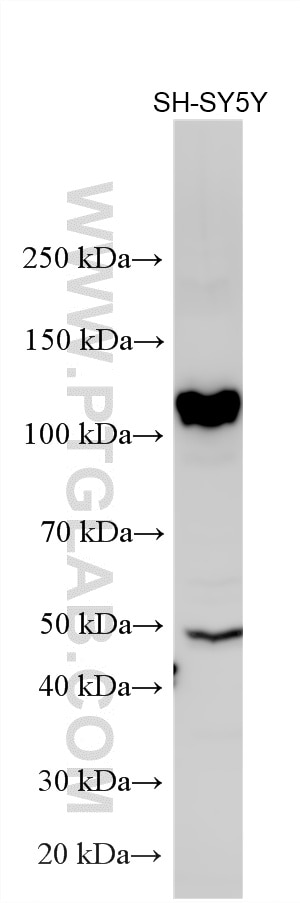 Western Blot (WB) analysis of various lysates using PER1 Polyclonal antibody (13463-1-AP)