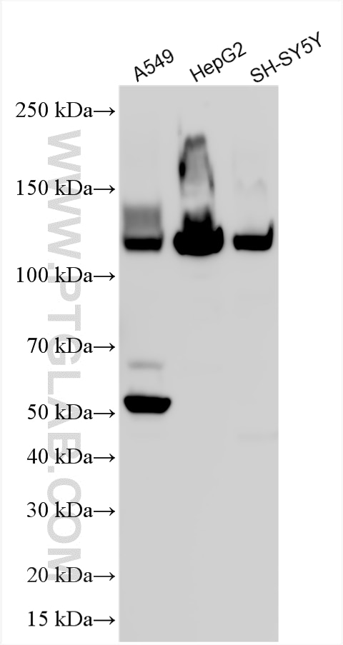 Western Blot (WB) analysis of various lysates using PER1 Polyclonal antibody (13463-1-AP)