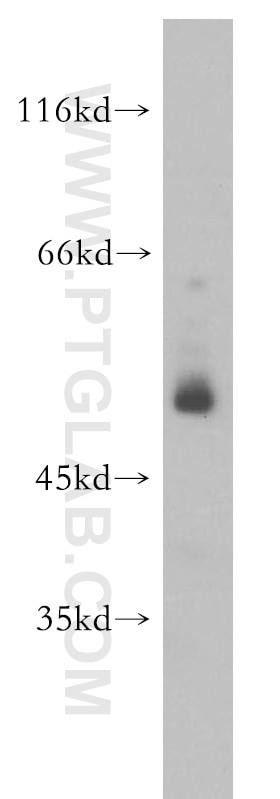 Western Blot (WB) analysis of A549 cells using PER1 Polyclonal antibody (13463-1-AP)