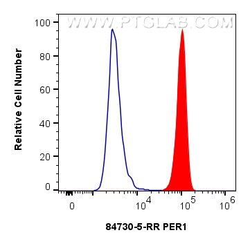 Flow cytometry (FC) experiment of A549 cells using PER1 Recombinant antibody (84730-5-RR)