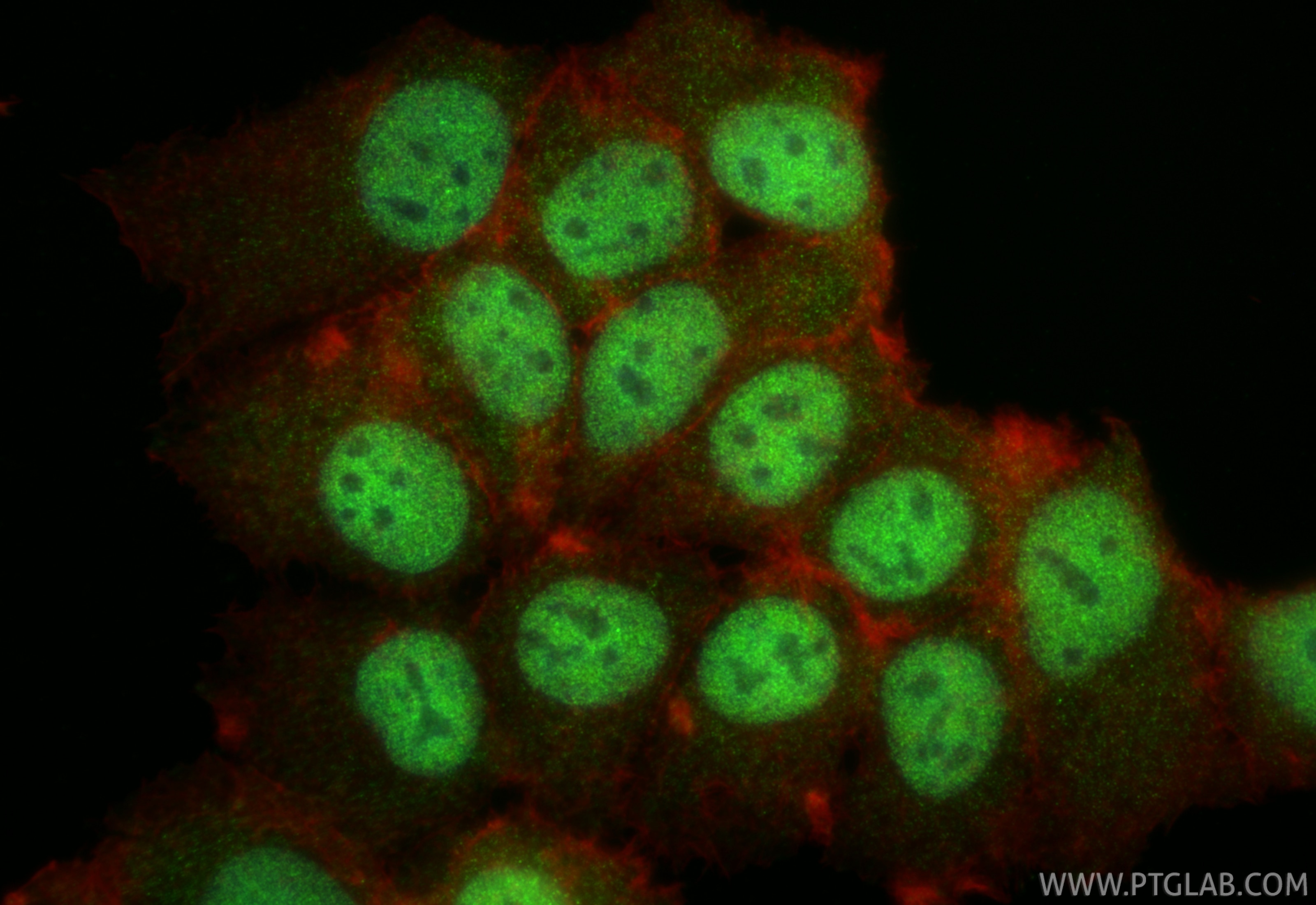 Immunofluorescent analysis of (4% PFA) fixed MCF-7 cells using PER1 antibody (84730-5-RR, Clone: 242096E3 ) at dilution of 1:400 and CoraLite®488-Conjugated Goat Anti-Rabbit IgG(H+L) (SA00013-2), CL594-Phalloidin (red). Immunofluorescence (IF) / fluorescent staining of MCF-7 cells using PER1 Recombinant monoclonal antibody (84730-5-RR)