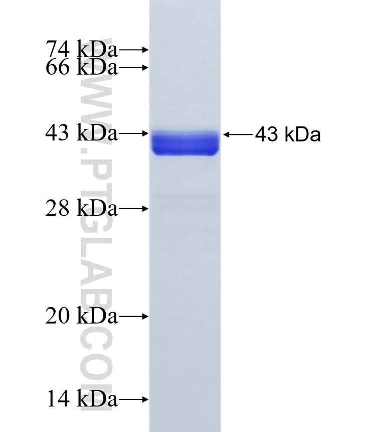 PER1 fusion protein Ag41613 SDS-PAGE