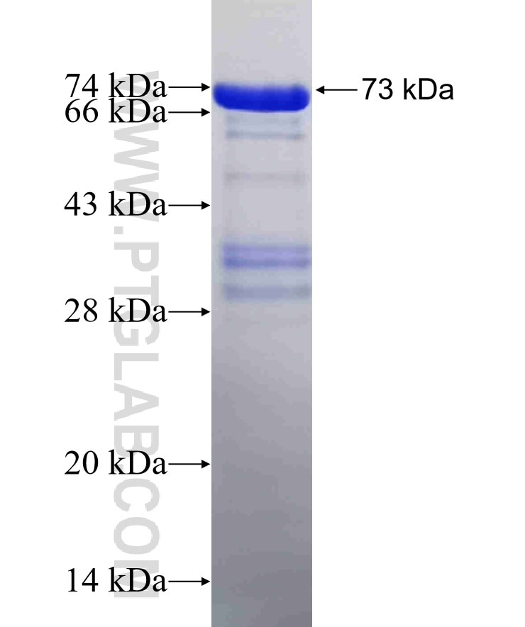 PER1 fusion protein Ag4249 SDS-PAGE