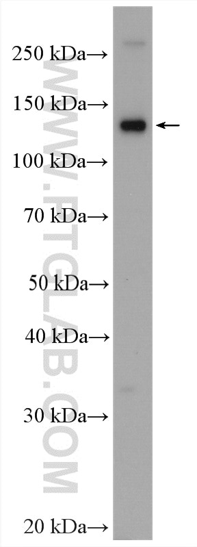 Western Blot (WB) analysis of BxPC-3 cells using PER2 Polyclonal antibody (20359-1-AP)