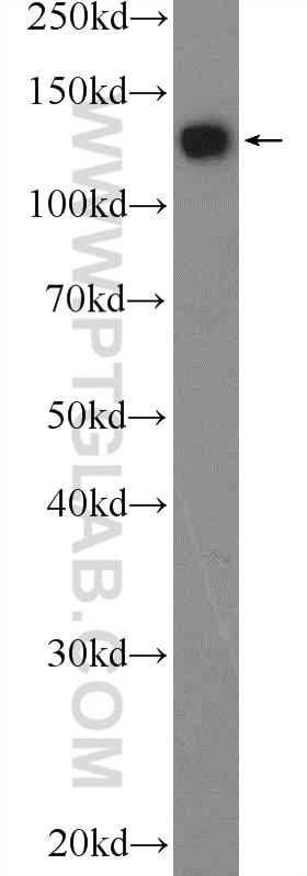 Western Blot (WB) analysis of K-562 cells using PER2 Polyclonal antibody (20359-1-AP)