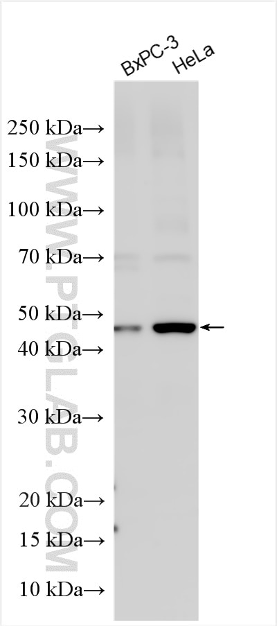 Western Blot (WB) analysis of various lysates using PER2 Polyclonal antibody (29954-1-AP)