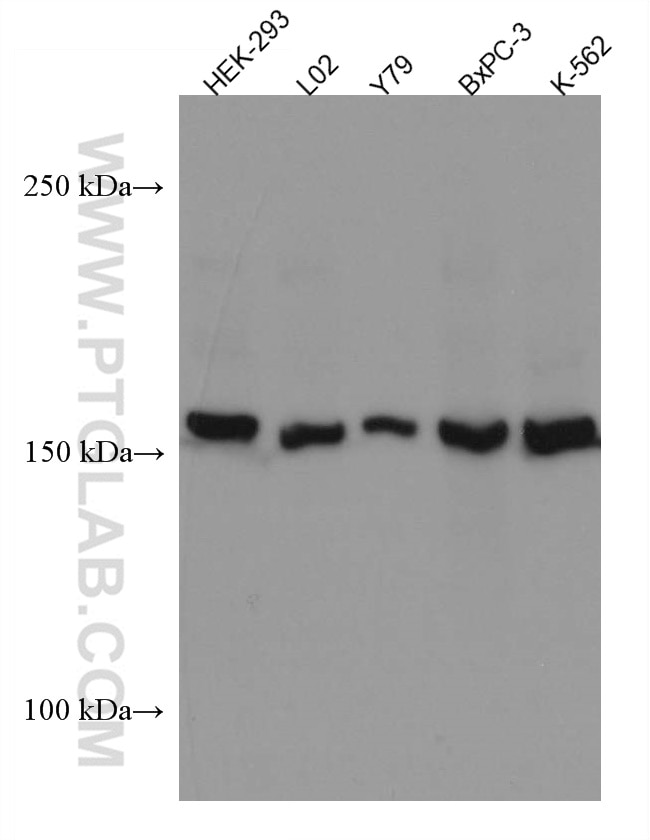 Western Blot (WB) analysis of various lysates using PER2 Monoclonal antibody (67513-1-Ig)