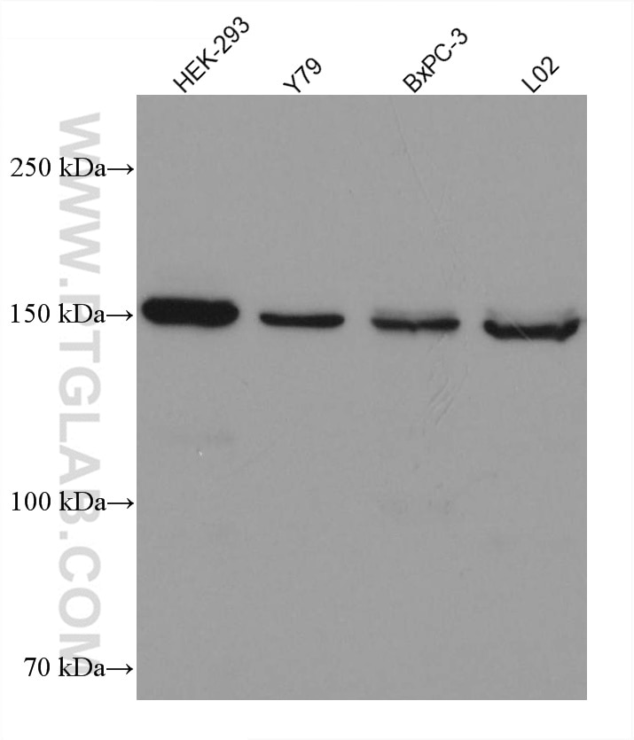 Western Blot (WB) analysis of various lysates using PER2 Monoclonal antibody (67513-1-Ig)