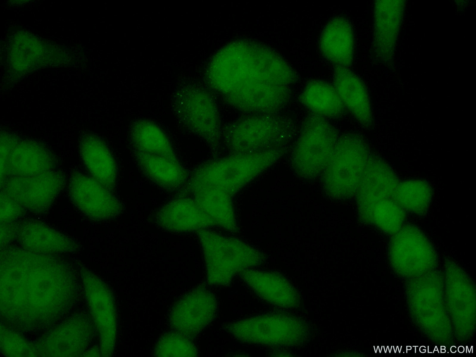 Immunofluorescence (IF) / fluorescent staining of HeLa cells using PER3 Polyclonal antibody (12550-1-AP)