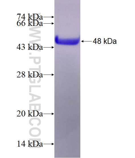 PER3 fusion protein Ag3400 SDS-PAGE
