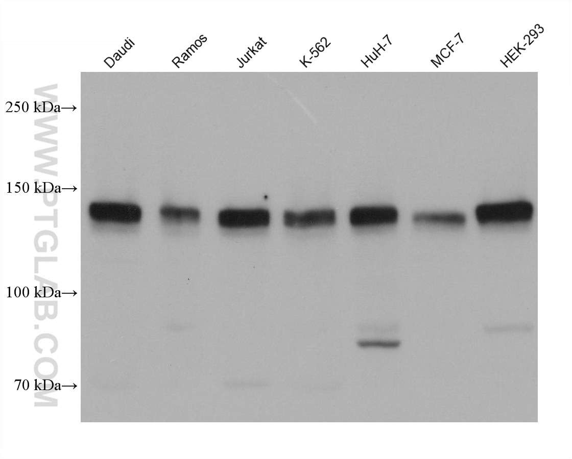 Western Blot (WB) analysis of various lysates using PERK/EIF2AK3 Monoclonal antibody (68482-1-Ig)
