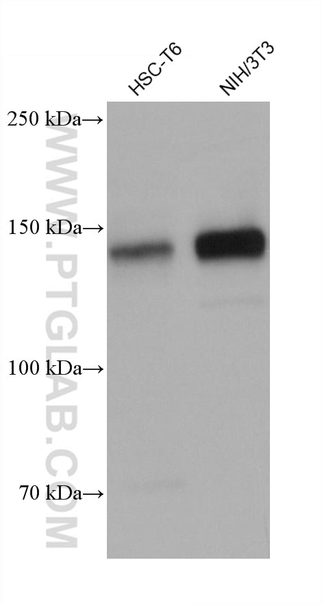 Western Blot (WB) analysis of various lysates using PERK/EIF2AK3 Monoclonal antibody (68482-1-Ig)