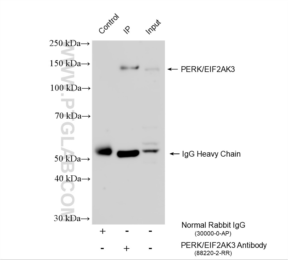 Immunoprecipitation (IP) experiment of HeLa cells using PERK/EIF2AK3 Recombinant monoclonal antibody (88220-2-RR)