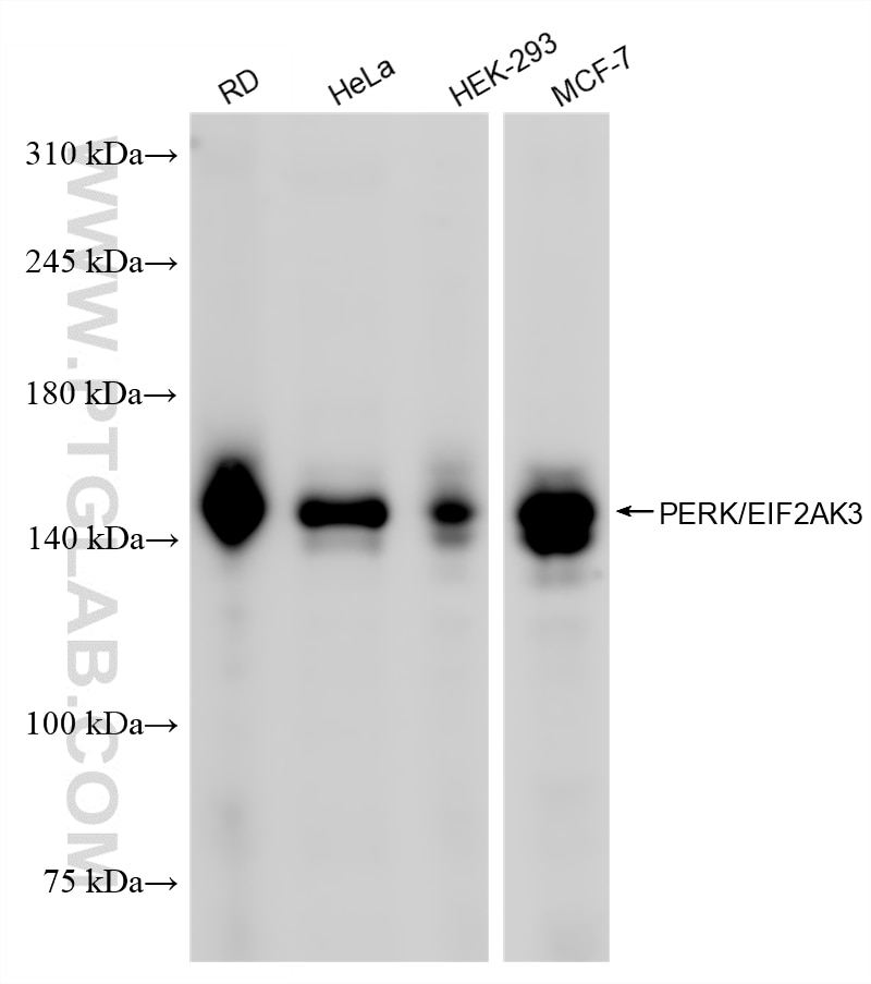 Western Blot (WB) analysis of various lysates using PERK/EIF2AK3 Recombinant monoclonal antibody (88220-2-RR)