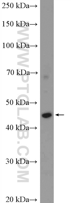 Western Blot (WB) analysis of HeLa cells using PERLD1 Polyclonal antibody (17112-1-AP)