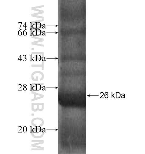 PERLD1 fusion protein Ag10459 SDS-PAGE