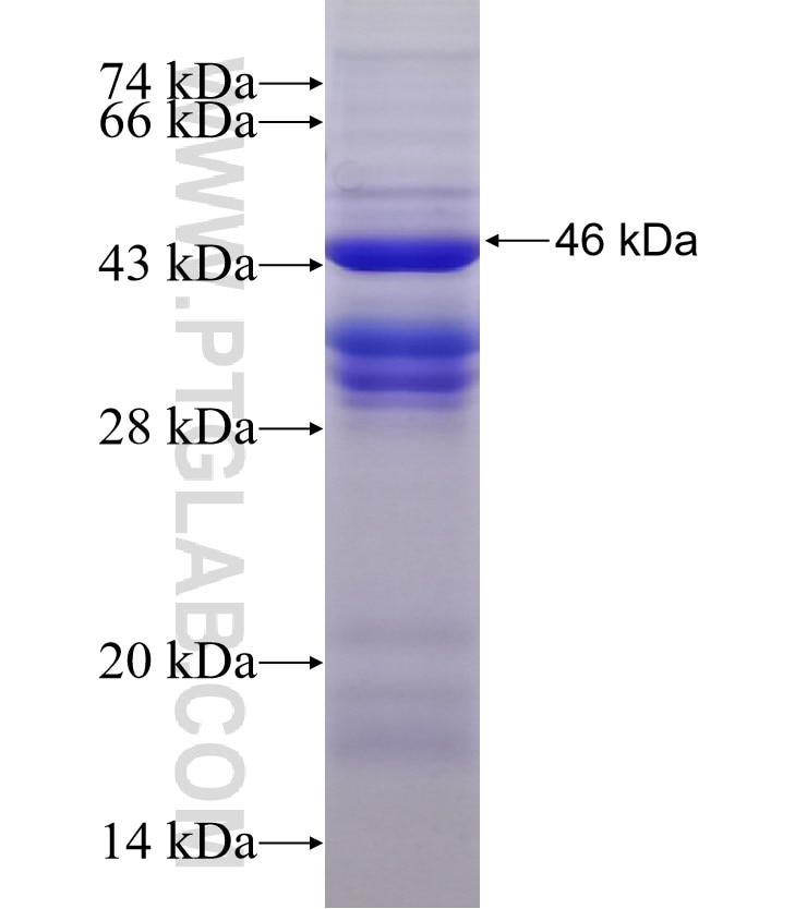 PERLD1 fusion protein Ag10796 SDS-PAGE
