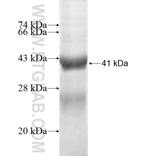 PERP fusion protein Ag13257 SDS-PAGE